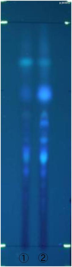 http://mpdb.nibiohn.go.jp/CONTENTS_ROOT/JP_IDENTIFICATION_PHOTO_DATA/JP_IDENTIFICATION_PHOTO_FILE/thumbnail/604.jpg