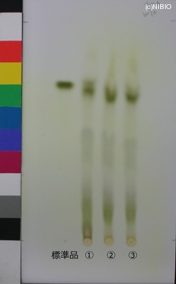http://mpdb.nibiohn.go.jp/CONTENTS_ROOT/JP_IDENTIFICATION_PHOTO_DATA/JP_IDENTIFICATION_PHOTO_FILE/thumbnail/454.jpg