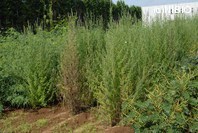 http://mpdb.nibiohn.go.jp/CONTENTS_ROOT/PLANT_PHOTO_DATA/PHOTO_FILE/thumbnail/237.jpg