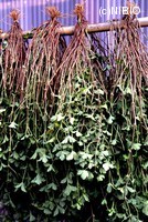 http://mpdb.nibiohn.go.jp/CONTENTS_ROOT/PLANT_PHOTO_DATA/PHOTO_FILE/thumbnail/273.jpg