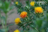 http://mpdb.nibiohn.go.jp/CONTENTS_ROOT/PLANT_PHOTO_DATA/PHOTO_FILE/thumbnail/291.jpg