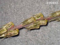 http://mpdb.nibiohn.go.jp/CONTENTS_ROOT/PLANT_PHOTO_DATA/PHOTO_FILE/thumbnail/319.jpg