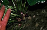 http://mpdb.nibiohn.go.jp/CONTENTS_ROOT/PLANT_PHOTO_DATA/PHOTO_FILE/thumbnail/362.jpg