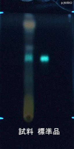http://mpdb.nibiohn.go.jp/CONTENTS_ROOT/JP_IDENTIFICATION_PHOTO_DATA/JP_IDENTIFICATION_PHOTO_FILE/thumbnail/857.jpg