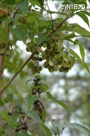 http://mpdb.nibiohn.go.jp/CONTENTS_ROOT/PLANT_PHOTO_DATA/PHOTO_FILE/thumbnail/415.jpg