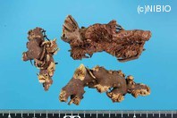 http://mpdb.nibiohn.go.jp/CONTENTS_ROOT/PLANT_PHOTO_DATA/PHOTO_FILE/thumbnail/519.jpg
