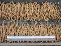 http://mpdb.nibiohn.go.jp/CONTENTS_ROOT/PLANT_PHOTO_DATA/PHOTO_FILE/thumbnail/444.jpg