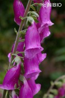http://mpdb.nibiohn.go.jp/CONTENTS_ROOT/PLANT_PHOTO_DATA/PHOTO_FILE/thumbnail/1223.jpg