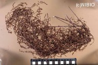 http://mpdb.nibiohn.go.jp/CONTENTS_ROOT/PLANT_PHOTO_DATA/PHOTO_FILE/thumbnail/1271.jpg