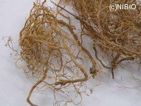 http://mpdb.nibiohn.go.jp/CONTENTS_ROOT/PLANT_PHOTO_DATA/PHOTO_FILE/thumbnail/541.jpg