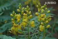 http://mpdb.nibiohn.go.jp/CONTENTS_ROOT/PLANT_PHOTO_DATA/PHOTO_FILE/thumbnail/565.jpg