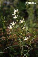 http://mpdb.nibiohn.go.jp/CONTENTS_ROOT/PLANT_PHOTO_DATA/PHOTO_FILE/thumbnail/579.jpg