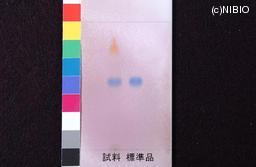 http://mpdb.nibiohn.go.jp/CONTENTS_ROOT/JP_IDENTIFICATION_PHOTO_DATA/JP_IDENTIFICATION_PHOTO_FILE/thumbnail/1059.jpg