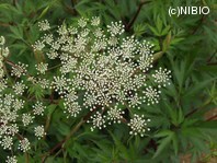 http://mpdb.nibiohn.go.jp/CONTENTS_ROOT/PLANT_PHOTO_DATA/PHOTO_FILE/thumbnail/637.jpg
