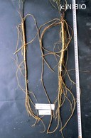 http://mpdb.nibiohn.go.jp/CONTENTS_ROOT/PLANT_PHOTO_DATA/PHOTO_FILE/thumbnail/190.jpg