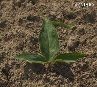 http://mpdb.nibiohn.go.jp/CONTENTS_ROOT/PLANT_PHOTO_DATA/PHOTO_FILE/thumbnail/683.jpg