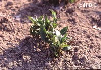 http://mpdb.nibiohn.go.jp/CONTENTS_ROOT/PLANT_PHOTO_DATA/PHOTO_FILE/thumbnail/704.jpg