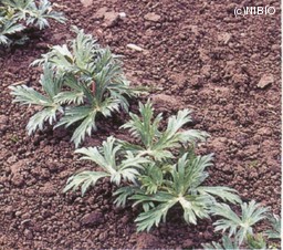 http://mpdb.nibiohn.go.jp/CONTENTS_ROOT/CULTIVATION_PHOTO_DATA/PHOTO_FILE/thumbnail/281.jpg