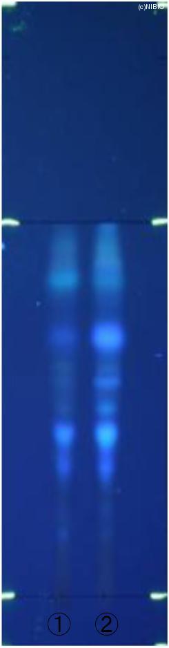 http://mpdb.nibiohn.go.jp/CONTENTS_ROOT/JP_IDENTIFICATION_PHOTO_DATA/JP_IDENTIFICATION_PHOTO_FILE/thumbnail/605.jpg