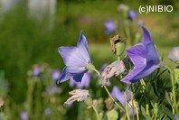 http://mpdb.nibiohn.go.jp/CONTENTS_ROOT/PLANT_PHOTO_DATA/PHOTO_FILE/thumbnail/217.jpg