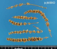 http://mpdb.nibiohn.go.jp/CONTENTS_ROOT/PLANT_PHOTO_DATA/PHOTO_FILE/thumbnail/238.jpg