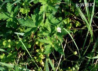 http://mpdb.nibiohn.go.jp/CONTENTS_ROOT/PLANT_PHOTO_DATA/PHOTO_FILE/thumbnail/274.jpg