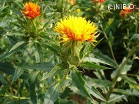 http://mpdb.nibiohn.go.jp/CONTENTS_ROOT/PLANT_PHOTO_DATA/PHOTO_FILE/thumbnail/293.jpg