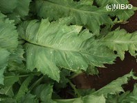 http://mpdb.nibiohn.go.jp/CONTENTS_ROOT/PLANT_PHOTO_DATA/PHOTO_FILE/thumbnail/1033.jpg