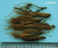 http://mpdb.nibiohn.go.jp/CONTENTS_ROOT/PLANT_PHOTO_DATA/PHOTO_FILE/thumbnail/363.jpg