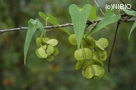 http://mpdb.nibiohn.go.jp/CONTENTS_ROOT/PLANT_PHOTO_DATA/PHOTO_FILE/thumbnail/416.jpg
