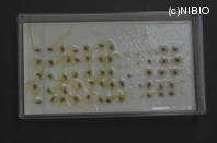 http://mpdb.nibiohn.go.jp/CONTENTS_ROOT/PLANT_PHOTO_DATA/PHOTO_FILE/thumbnail/520.jpg
