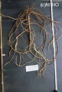 http://mpdb.nibiohn.go.jp/CONTENTS_ROOT/PLANT_PHOTO_DATA/PHOTO_FILE/thumbnail/191.jpg