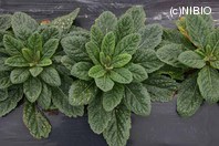 http://mpdb.nibiohn.go.jp/CONTENTS_ROOT/PLANT_PHOTO_DATA/PHOTO_FILE/thumbnail/445.jpg