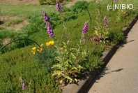 http://mpdb.nibiohn.go.jp/CONTENTS_ROOT/PLANT_PHOTO_DATA/PHOTO_FILE/thumbnail/1224.jpg