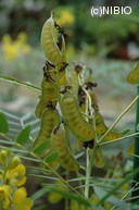 http://mpdb.nibiohn.go.jp/CONTENTS_ROOT/PLANT_PHOTO_DATA/PHOTO_FILE/thumbnail/566.jpg