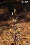 http://mpdb.nibiohn.go.jp/CONTENTS_ROOT/PLANT_PHOTO_DATA/PHOTO_FILE/thumbnail/580.jpg