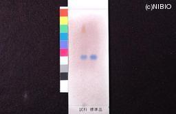 http://mpdb.nibiohn.go.jp/CONTENTS_ROOT/JP_IDENTIFICATION_PHOTO_DATA/JP_IDENTIFICATION_PHOTO_FILE/thumbnail/1060.jpg