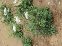 http://mpdb.nibiohn.go.jp/CONTENTS_ROOT/PLANT_PHOTO_DATA/PHOTO_FILE/thumbnail/638.jpg
