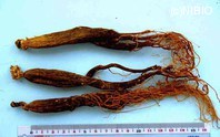 http://mpdb.nibiohn.go.jp/CONTENTS_ROOT/PLANT_PHOTO_DATA/PHOTO_FILE/thumbnail/666.jpg