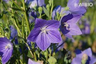 http://mpdb.nibiohn.go.jp/CONTENTS_ROOT/PLANT_PHOTO_DATA/PHOTO_FILE/thumbnail/218.jpg