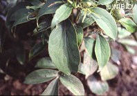 http://mpdb.nibiohn.go.jp/CONTENTS_ROOT/PLANT_PHOTO_DATA/PHOTO_FILE/thumbnail/705.jpg