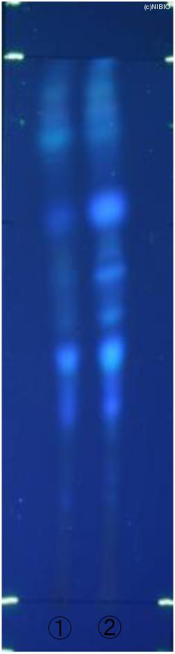 http://mpdb.nibiohn.go.jp/CONTENTS_ROOT/JP_IDENTIFICATION_PHOTO_DATA/JP_IDENTIFICATION_PHOTO_FILE/thumbnail/606.jpg