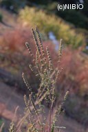 http://mpdb.nibiohn.go.jp/CONTENTS_ROOT/PLANT_PHOTO_DATA/PHOTO_FILE/thumbnail/240.jpg
