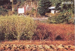 http://mpdb.nibiohn.go.jp/CONTENTS_ROOT/CULTIVATION_PHOTO_DATA/PHOTO_FILE/thumbnail/63.jpg