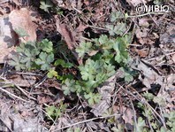 http://mpdb.nibiohn.go.jp/CONTENTS_ROOT/PLANT_PHOTO_DATA/PHOTO_FILE/thumbnail/275.jpg