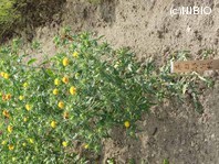 http://mpdb.nibiohn.go.jp/CONTENTS_ROOT/PLANT_PHOTO_DATA/PHOTO_FILE/thumbnail/294.jpg