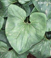 http://mpdb.nibiohn.go.jp/CONTENTS_ROOT/PLANT_PHOTO_DATA/PHOTO_FILE/thumbnail/364.jpg