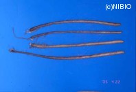 http://mpdb.nibiohn.go.jp/CONTENTS_ROOT/PLANT_PHOTO_DATA/PHOTO_FILE/thumbnail/417.jpg