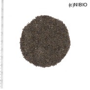 http://mpdb.nibiohn.go.jp/CONTENTS_ROOT/MODL_SMP_COM_T/FLM_GAIKEI_FILE/thumbnail/213.jpg