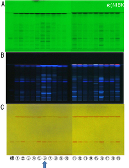 http://mpdb.nibiohn.go.jp/CONTENTS_ROOT/TLC_DATA/TLC_FIG_FILE/thumbnail/785.jpg